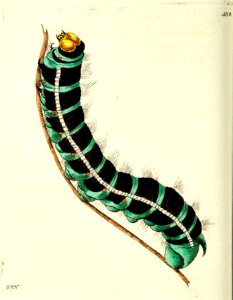 v13 530 Phalaena Agrippina
