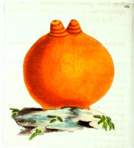 v13 532 Orange Ascidia