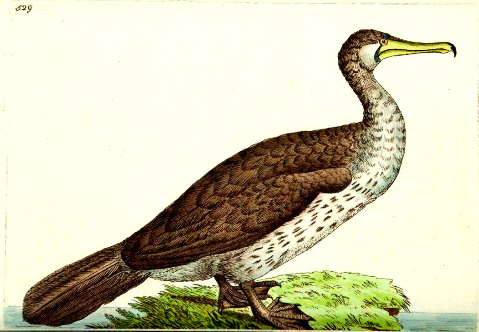 v13 529 Chinese Pelican