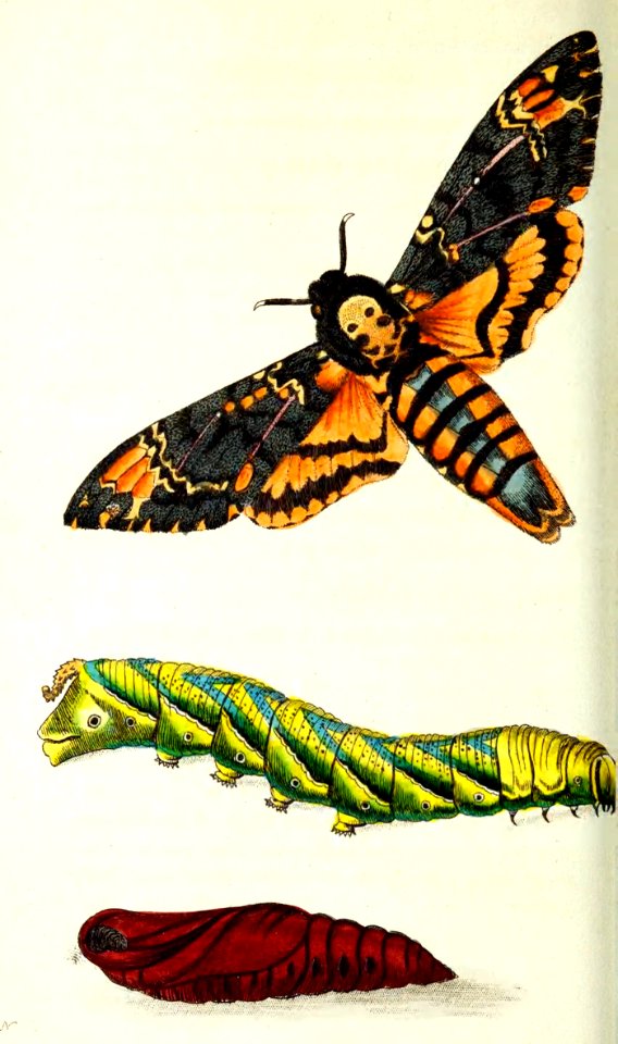 v13 528 Jasmine Sphinx