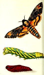 v13 528 Jasmine Sphinx