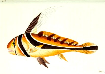 v13 526 Knight Fish