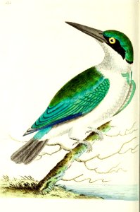 v13 525 Green-headed Kingfisher