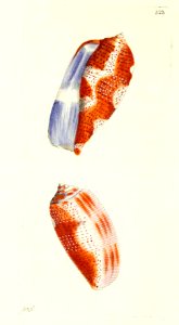 v13 523 Tulip Cone