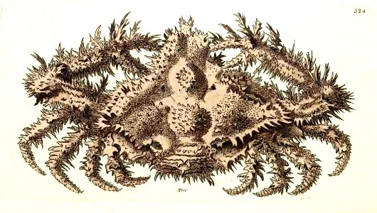 v13 524 Crested Crab