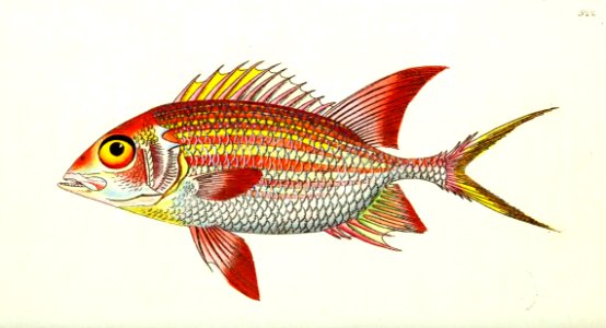 v13 522 Red Holocentrus