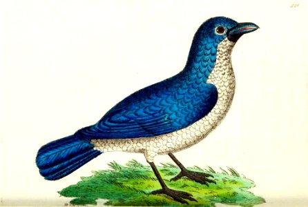v13 521 Blue Shrike