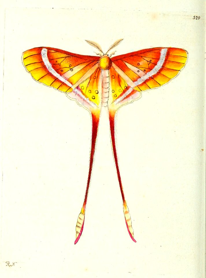 v13 520 Long-Tailed Phalaena
