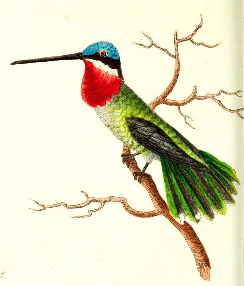 v13 517 Stripe-Cheeked Hummingbird