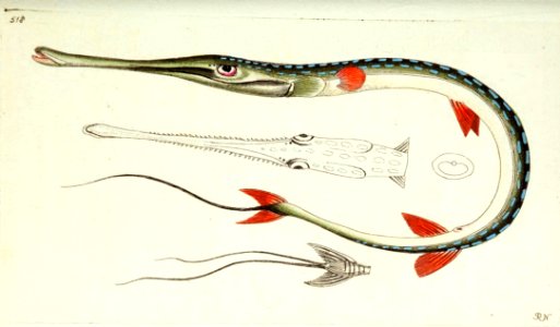 v13 518 Tobacco Pipefish