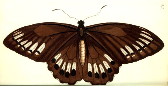 v13 516 Panthous