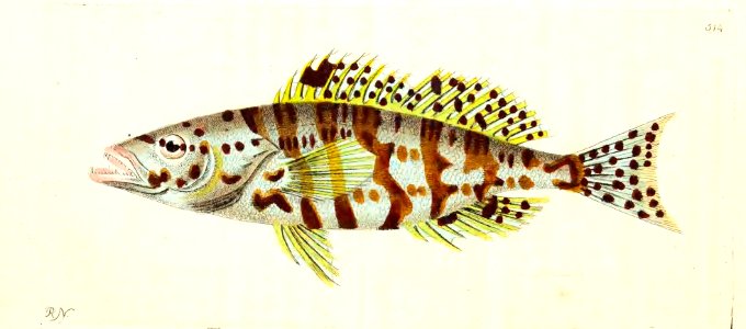v13 514 Tiger Holocentrus