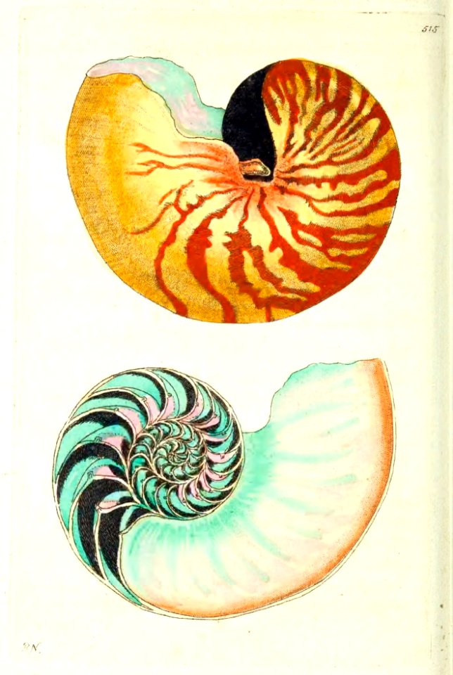 v13 515 Chambered Nautilus