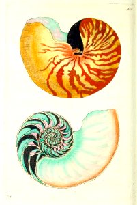 v13 515 Chambered Nautilus