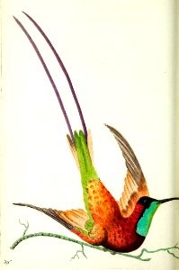 v13 513 Topaz-throated Hummingbird