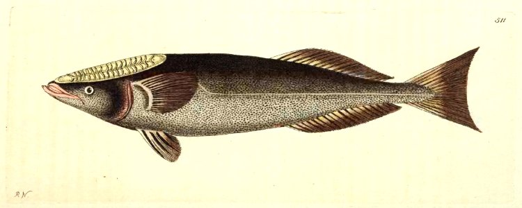 v13 511 Fork-tailed Remora