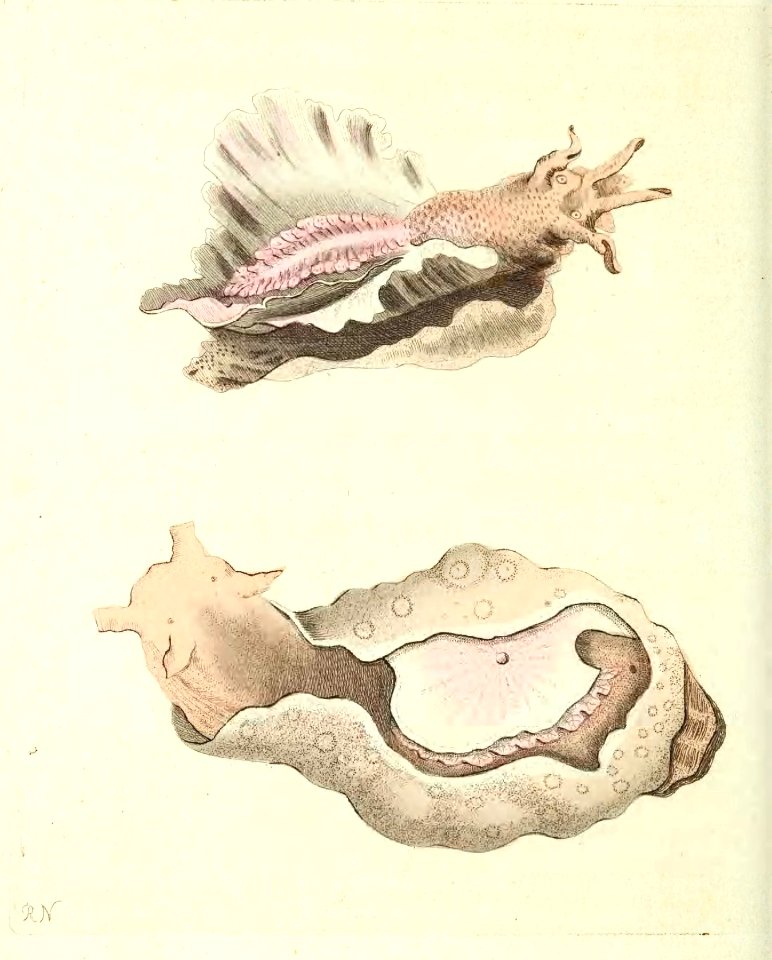 v13 507 Sea Hare