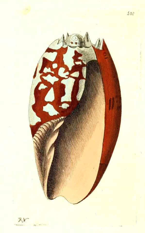 v13 508 Ethiopian Volute
