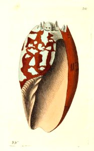 v13 508 Ethiopian Volute