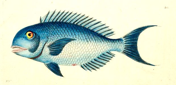 v13 506 Blue Coryphaena