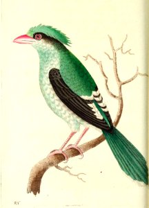 v13 509 Chinese Roller