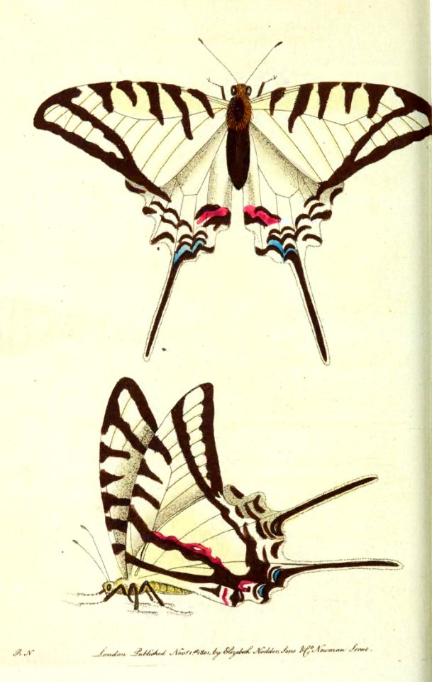 v13 504 Protesilaus