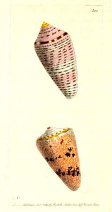 v13 502 Orange-Flag and Cobweb Cones