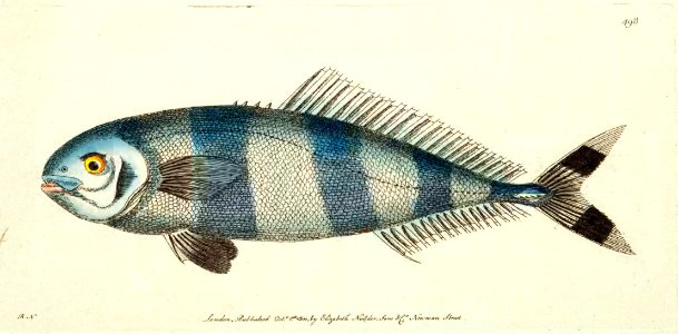 v13 498 Pilot Fish