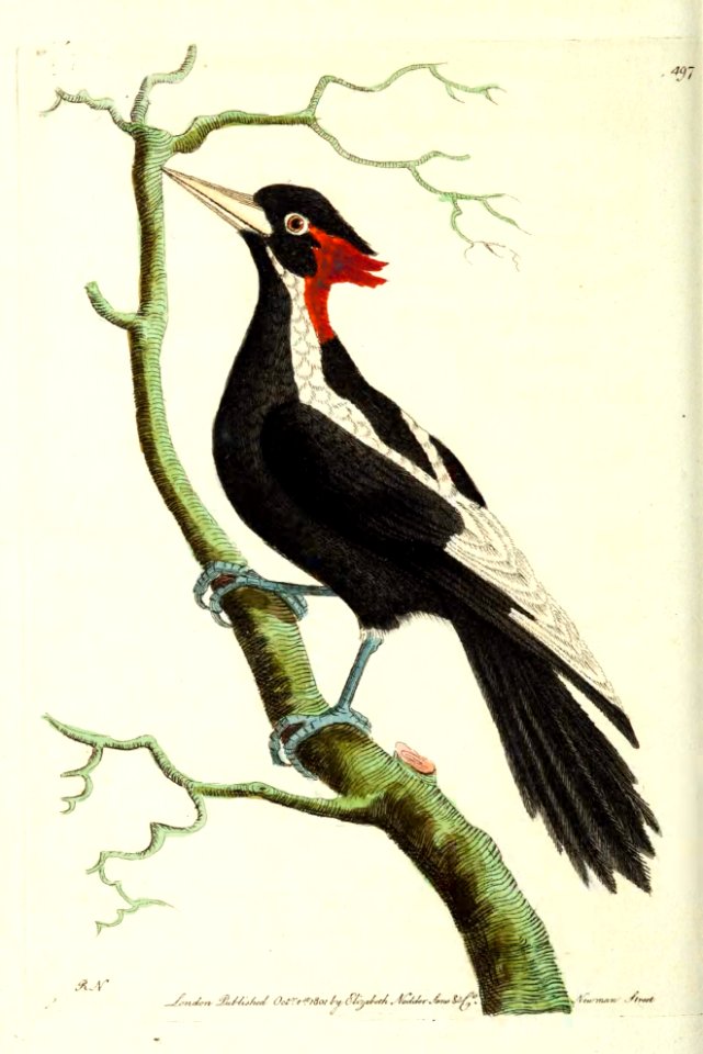 v13 497 White Billed Woodpecker