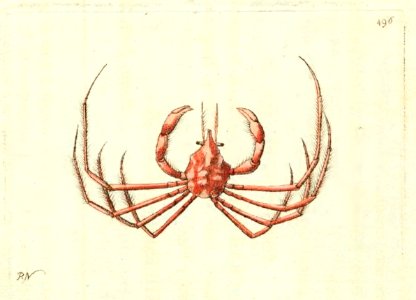 v13 496 Slender Legged Crab