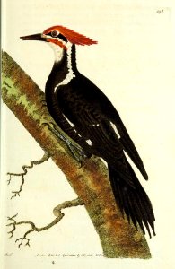 v13 493 Pileated Woodpecker