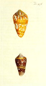 v13 495 Admiral Cone