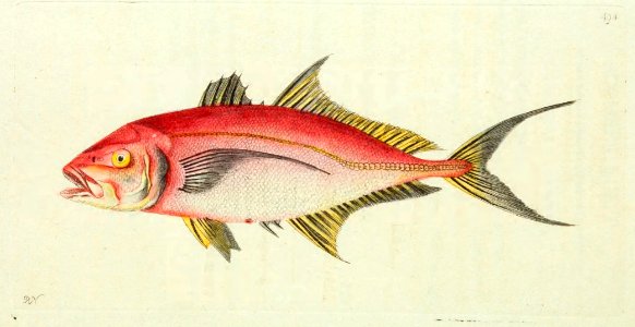v13 494 Red Mackrel