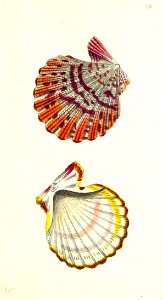 v12 492 Mantle Scallop