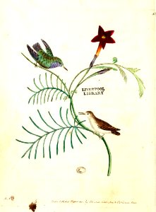 v12 489 Least Hummingbird