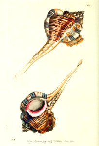 v12 488 Pipe Murex
