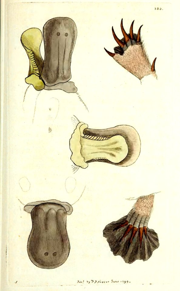 v10 386 Duck Billed Platypus