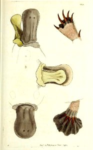 v10 386 Duck Billed Platypus