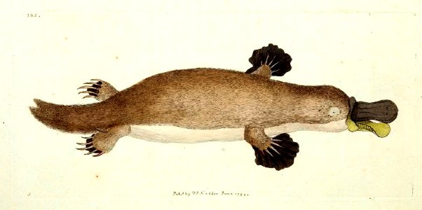 v10 385 Duck Billed Platypus