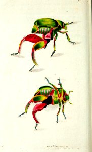 v10 384 Kangaroo Beetle