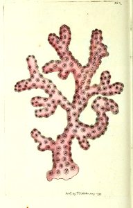 v10 383 Rose Madrepore