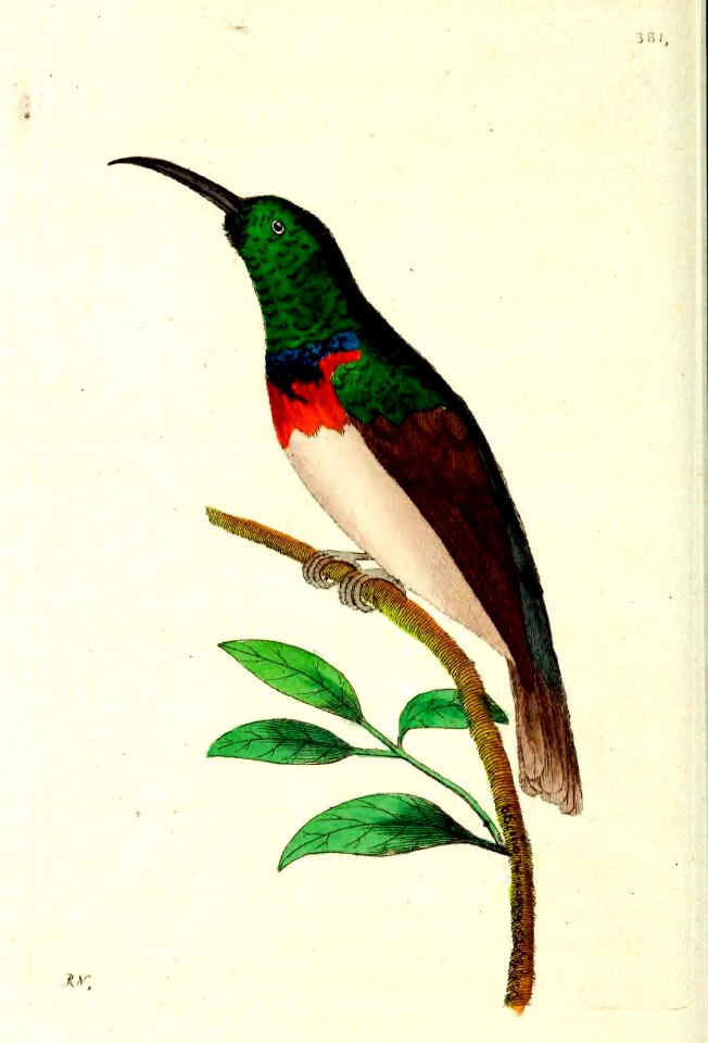 v10 381 Collared Creeper