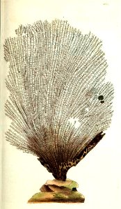 v10 380 Fan Sponge