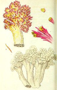 v10 376 Cauliflower Sponge