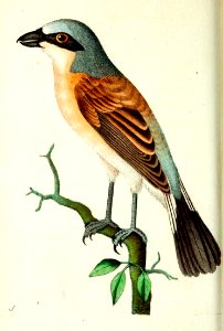 v10 377 Red Backed Shrike