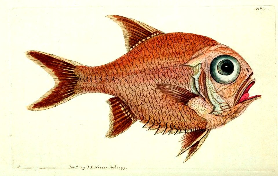 v10 378 Southern Trachichthys
