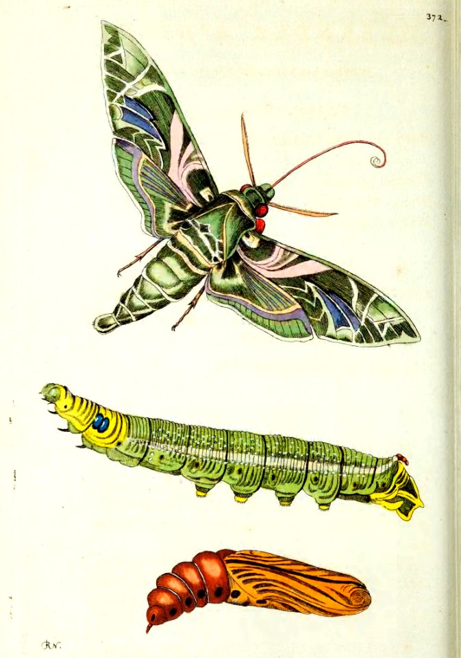 v10 372 Oleander Hawk-moth