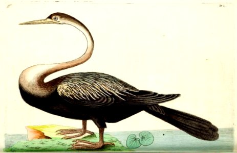 v10 373 Black Bellied Darter