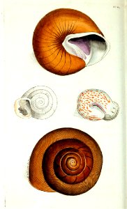 v10 374 Indian Snail and Lamp Snail