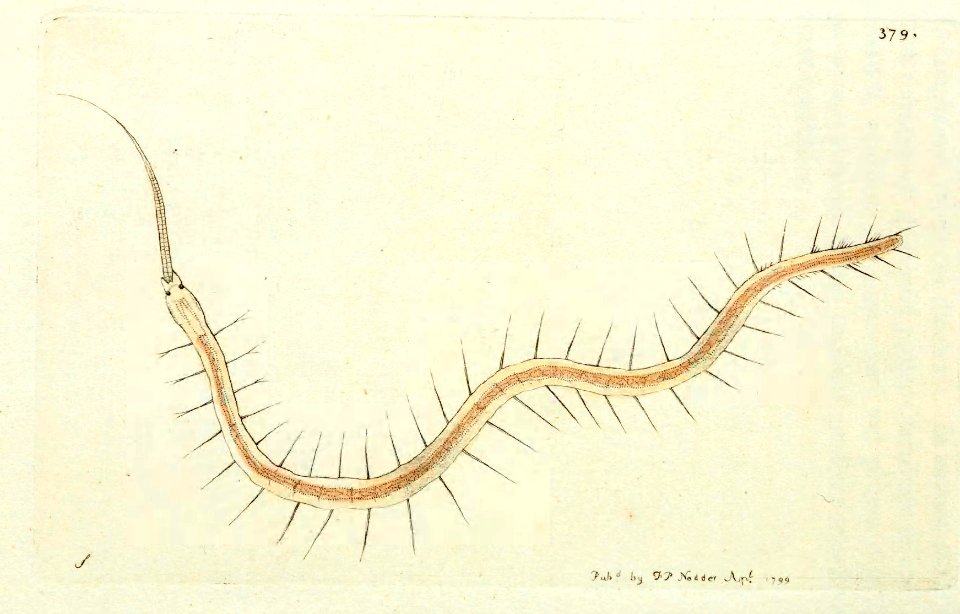 v10 379 Proboscis Waterworm